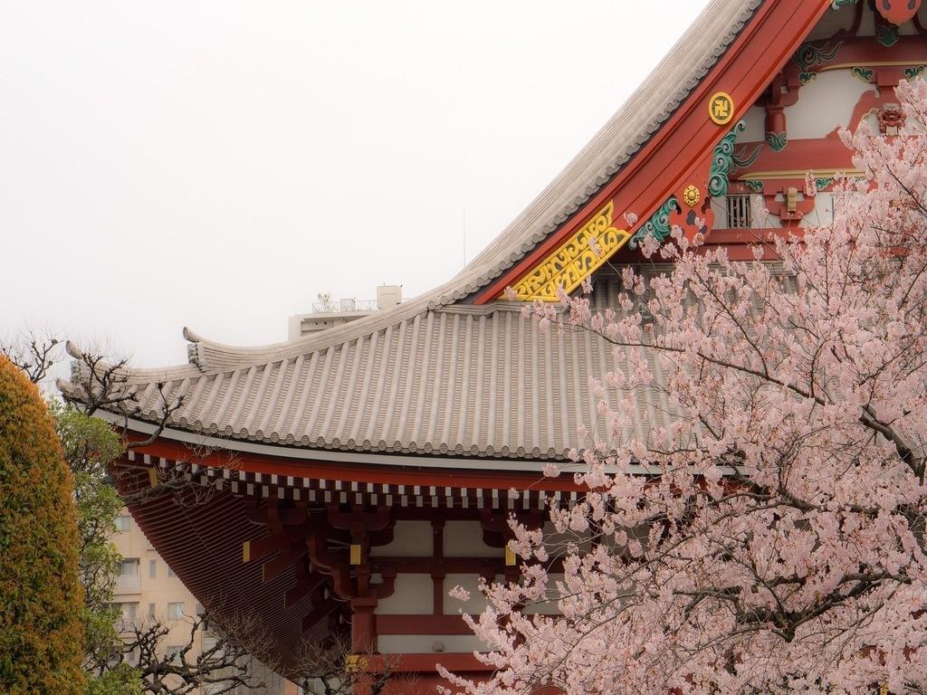 Japanischer Tempel mit traditionellen Kirschblütenbäumen in voller Blüte.